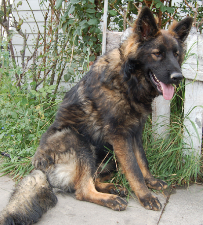 Long haired sable german cheap shepherd